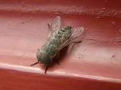 Insectes