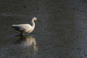 Aigrette