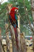 Ara_rouge1