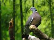 Pigeaon_ramier1
