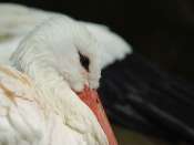 Cigogne_blanche1
