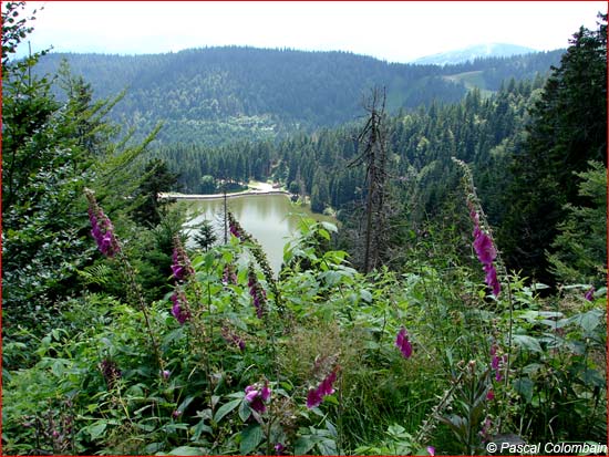 Le lac Vert