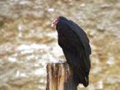 Urubu_tete_rouge1