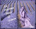 Cliquez pour afficher l'image en taille r�elle