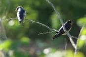 Hirondelle