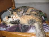 cerise