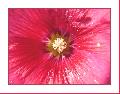 Cliquez pour afficher l'image en taille r�elle