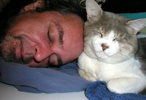 chat ti loup dany daniel gabriel