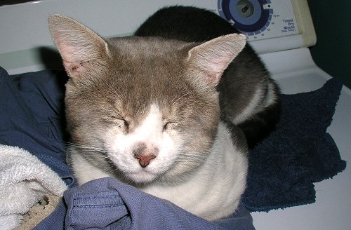 chat ti loup