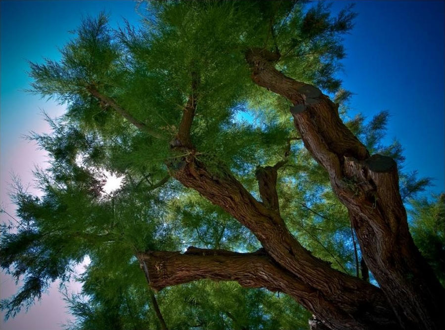 Aa Resimleri (4. Katalog)