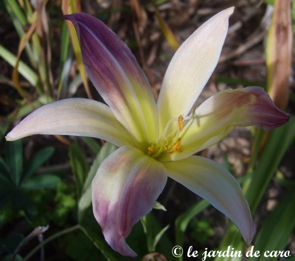 Image hébergée par Casimages.com : votre hébergeur d images simple et gratuit