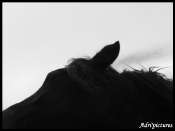 jeux