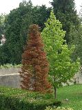 Arbres