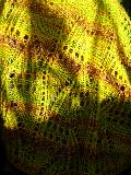 http://nsm02.casimages.com/img/2009/08/18//mini_090818074034685004274907.jpg