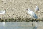 Aigrette