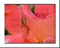 Cliquez pour afficher l'image en taille r�elle