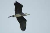 Heron_cendre_11