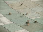 DSCF1435.jpg
