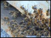 abeilles