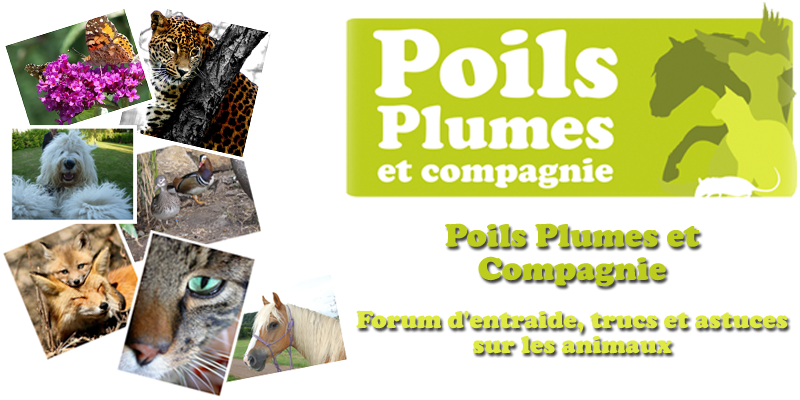 Les petits chiens quand travailler des helminthes
