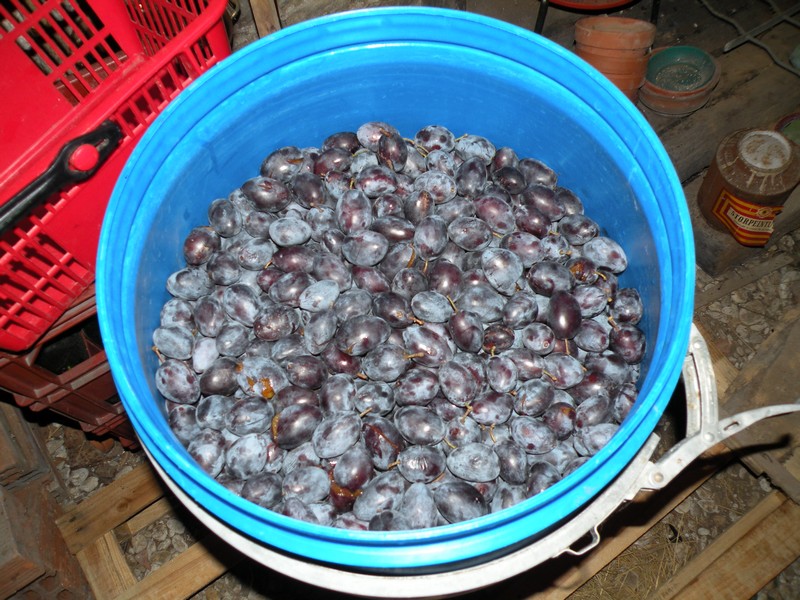 Distillation artisanale fermentation des prunes