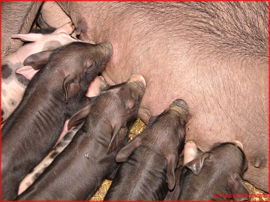 Comice Rambervillers 2009