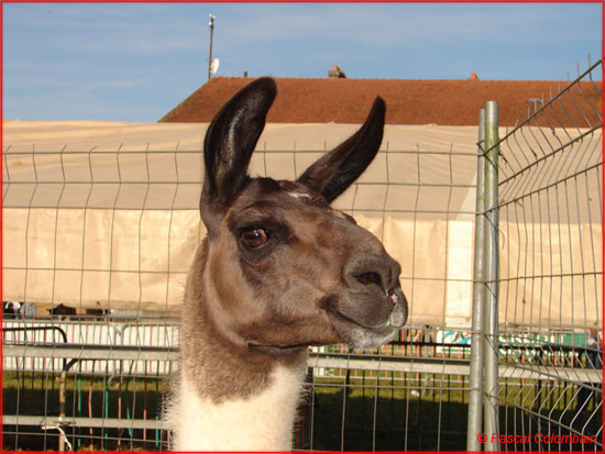 Comice Rambervillers 2009