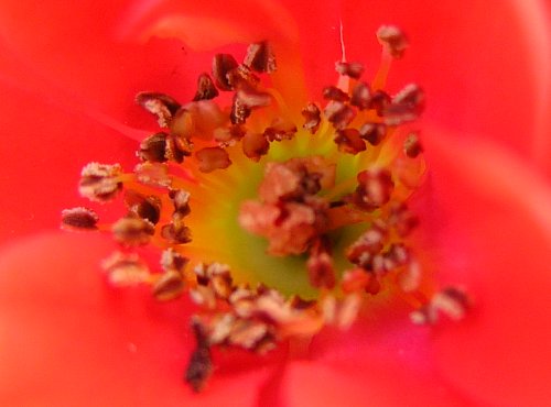 roses photographie dany daniel gabriel