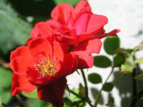 roses sherbrooke photographie dany daniel gabriel