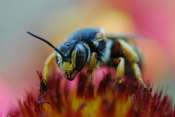 Crea2J_Jcta_Abeille2