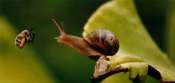 Crea2J_Jcta_Abeille1
