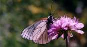 Crea2J_JctaPapillon