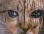 Crea2J_Jcta_Feline