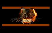 Fond_ecran-Chat-(bis)