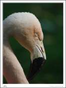flamant_rose2