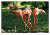 flamant_rose3