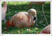 flamant_rose4