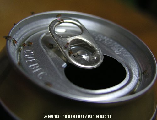 cannette biere mouche