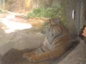 Ueno_zoo.jpg