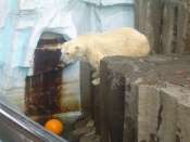 Ueno_zoo.jpg