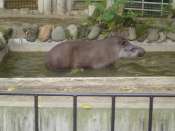 Ueno_zoo.jpg