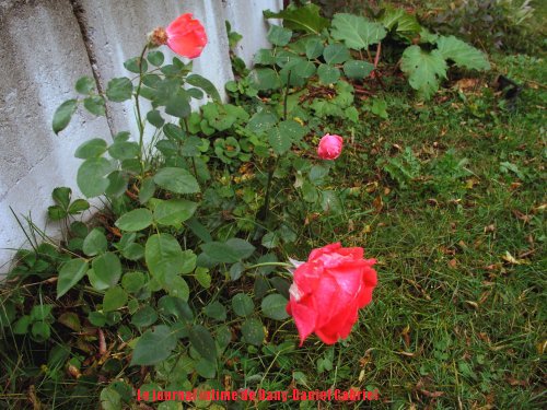plate bande rose