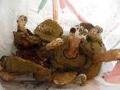 Champignons