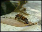 abeille