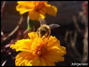 abeille