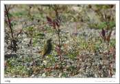 pipit2