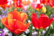 1188292907-fleurs