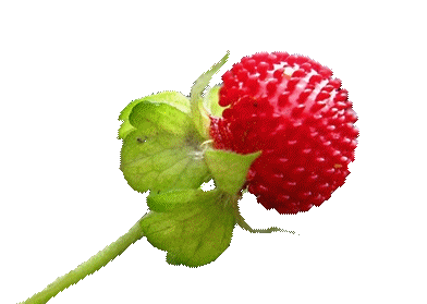 fraisier sauvage