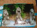 DSC08742.JPG