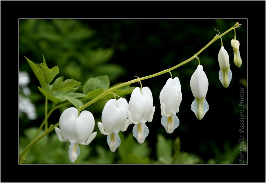 Petits coeurs de Marie Blancs pour faire battre la nature...